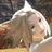 Yashichi_C