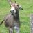 profil_image_twitter