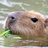 @Capybara_siesta