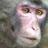 momonkey7