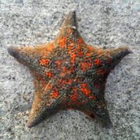 ヒトデ