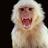 Mad Monkey