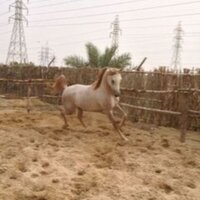 @Abdullahmall