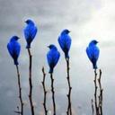 TweetingJanie