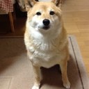 柴犬のニコ (@0205nico0205) Twitter
