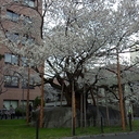 Shimo (@0117ry) Twitter