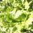 lettuceya