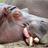 funhippo3