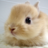 @usagi_pics