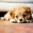 @everycutedog