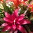 Mary Toland
