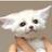 @go_animals