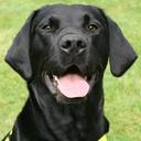 ReqsFireDog