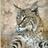 Stockcat