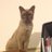 Andrew_Zammit