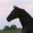 equinetechnical