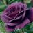 D6766eb90c06b7c4ba3fb7d7eb38b5a0_normal