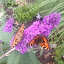 kootje57 (@010157sylvia) Twitter