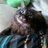 LoveCat_mam