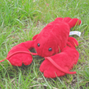 star☆Lobster