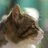 @fukuwhitecat