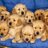 Twitter result for Home Essentials from puppy8love