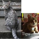 theotigsy