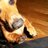 HenryDogTweets