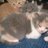Twitter result for Simply Yours from Elfinmyst