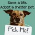 SAVE_R_Animals - Help SAVE R Animals - Help SAVE a Shelter Animal today! Rescue, Foster, Transport, Adopt, Donate, RT, or SHARE our posts on Facebook with everyone you know. Networking SAVES lives! SAVE_R_Animals - Help SAVE R Animals - Help SAVE a Shelter Animal today! Rescue, Foster, Transport, Adopt, Donate, RT, or SHARE our posts on Facebook with everyone you know. Networking SAVES lives!