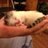 Twitter result for Corgi Classics from NJ_Gibbons