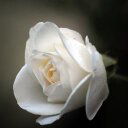 ندى الأيام (@00_al3yon) Twitter
