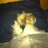 profil_image_twitter