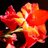 janice lynn cowley