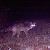 @dead_coyote