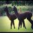 HushabyeFarm Alpacas