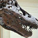 SUEtheTrex