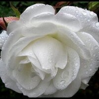 @zahor_ref