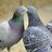 bot_hato