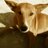 Twitter result for QVC from gangadog