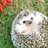 @hedgehogdays
