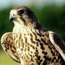 ابوعبدالرحمن العنزي (@006_azaz) Twitter