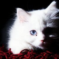 @6ozzzz