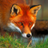 TheWallStreetFox