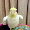 森迫 和真 (@0123km) Twitter