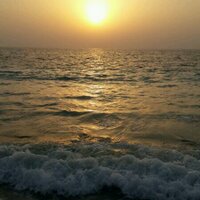 @wwf11sa22