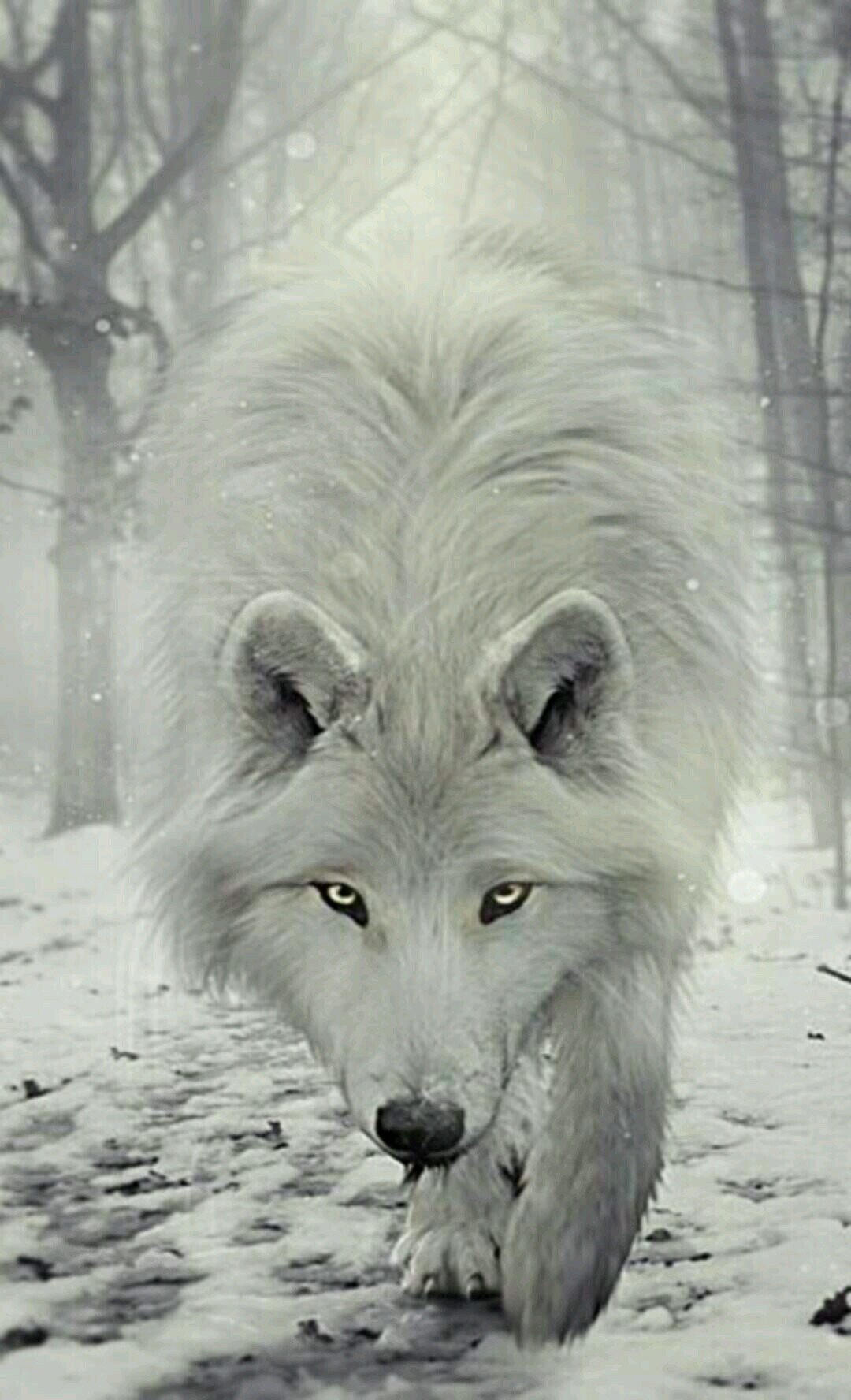 White Wolf Wallpaper Animal Planet Animals Polar Wolf