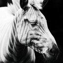 zebra (@000_daniela) Twitter