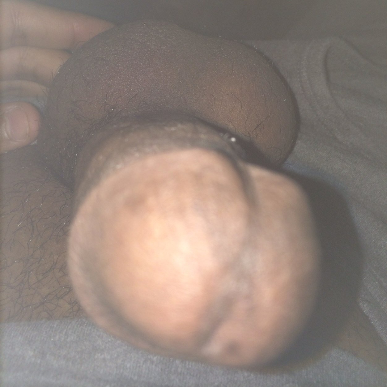 فحل شرقاوي