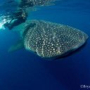 SylviaEarle